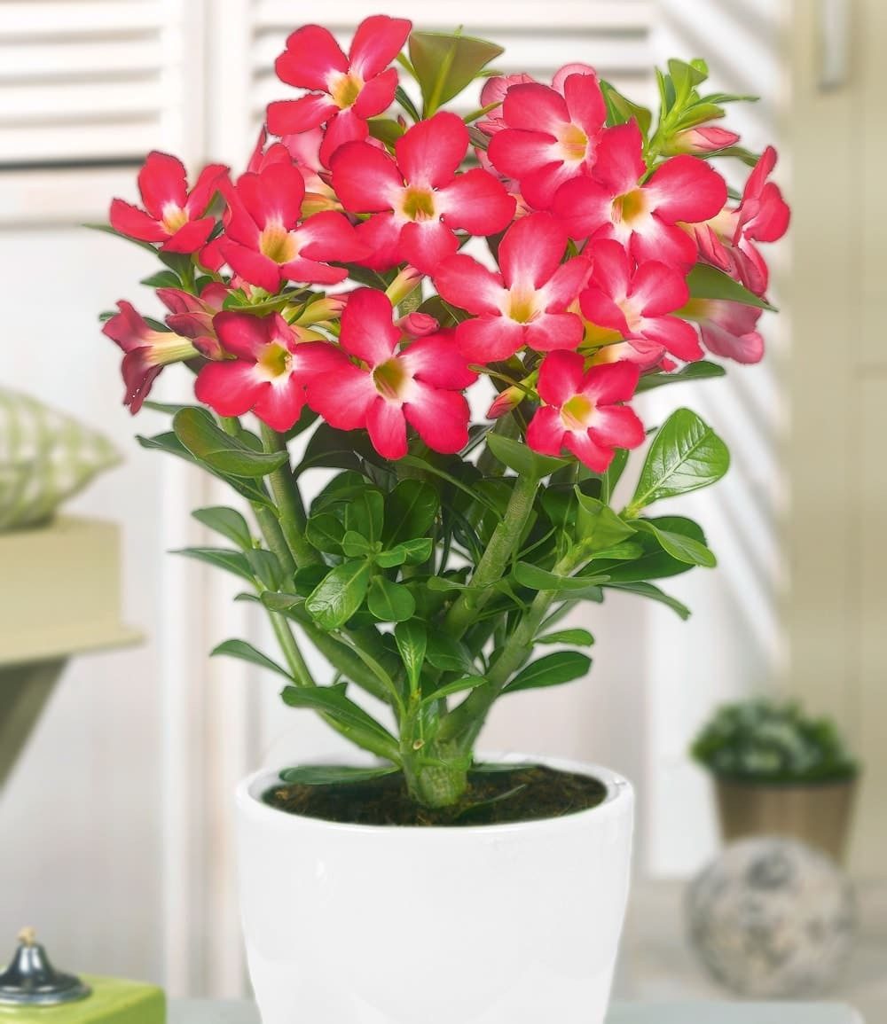 BALDUR Garten Zimmerpflanze Wüstenrose 'Rot', 1 St., Wüstenrosen, reichblühend, pflegeleicht