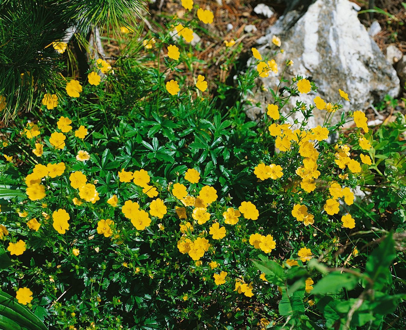 Pflanzen für Dich Почвопокровные растения Potentilla argentea, 1 St., Silber-Fingerkraut, silbrig behaart, gelbblühend