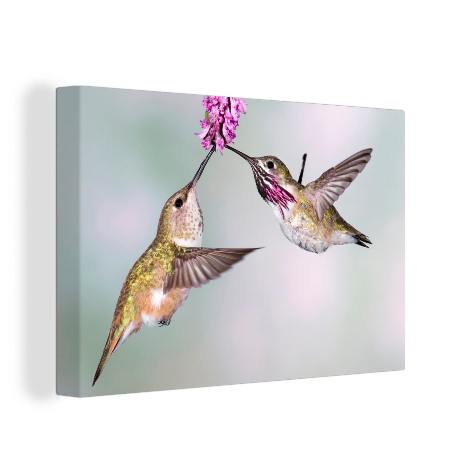 OneMillionCanvasses® Leinwandbild Kolibri - Vögel - Pflanze, (1 St), Wandbild Leinwandbilder, Aufhängefertig, Wanddeko, 30x20 cm | Leinwandbilder