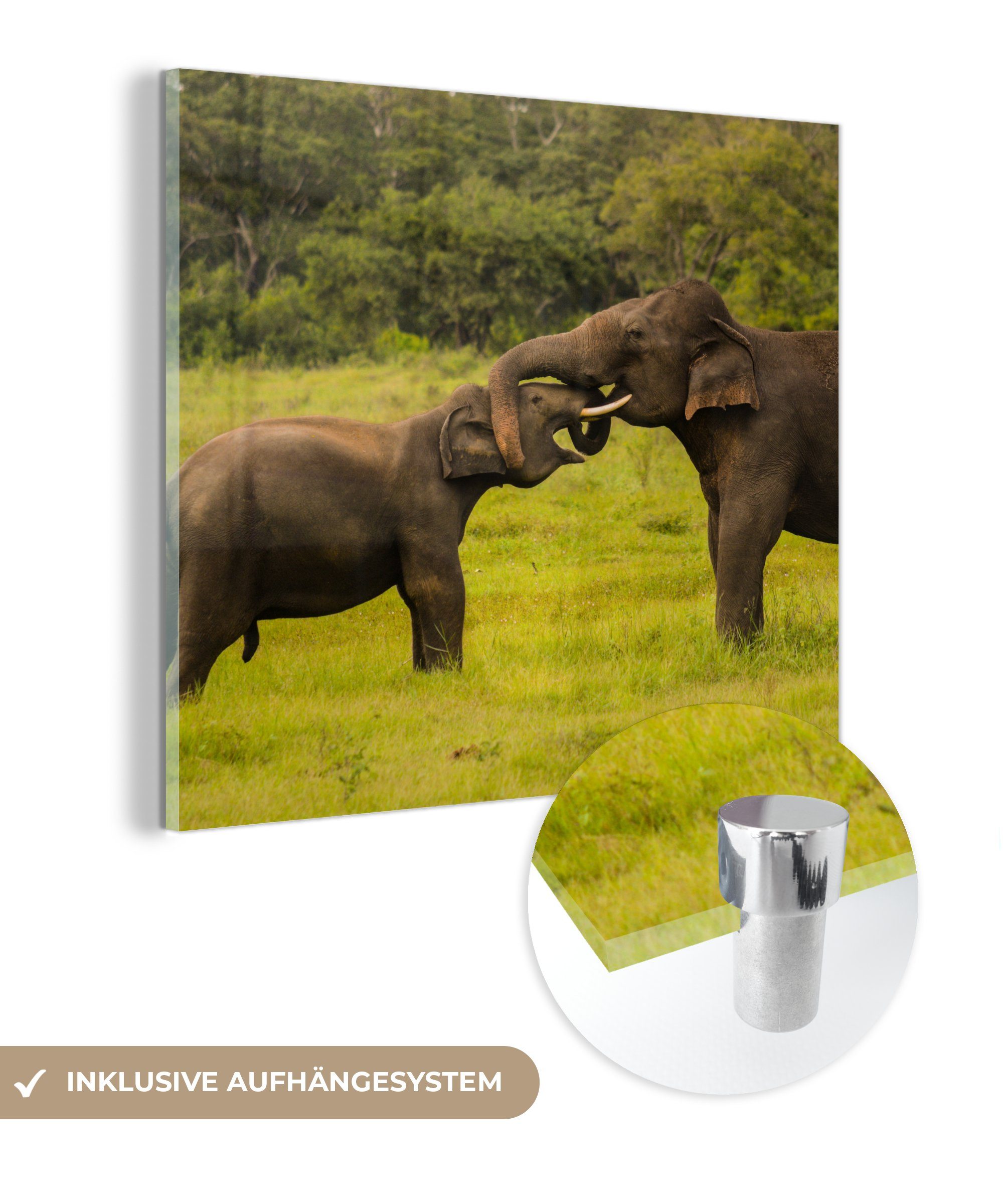 MuchoWow Acrylglasbild Elefant - Gras - Tiere - Grün, (1 St), Glasbilder - Bilder auf Glas Wandbild - Foto auf Glas - Wanddekoration