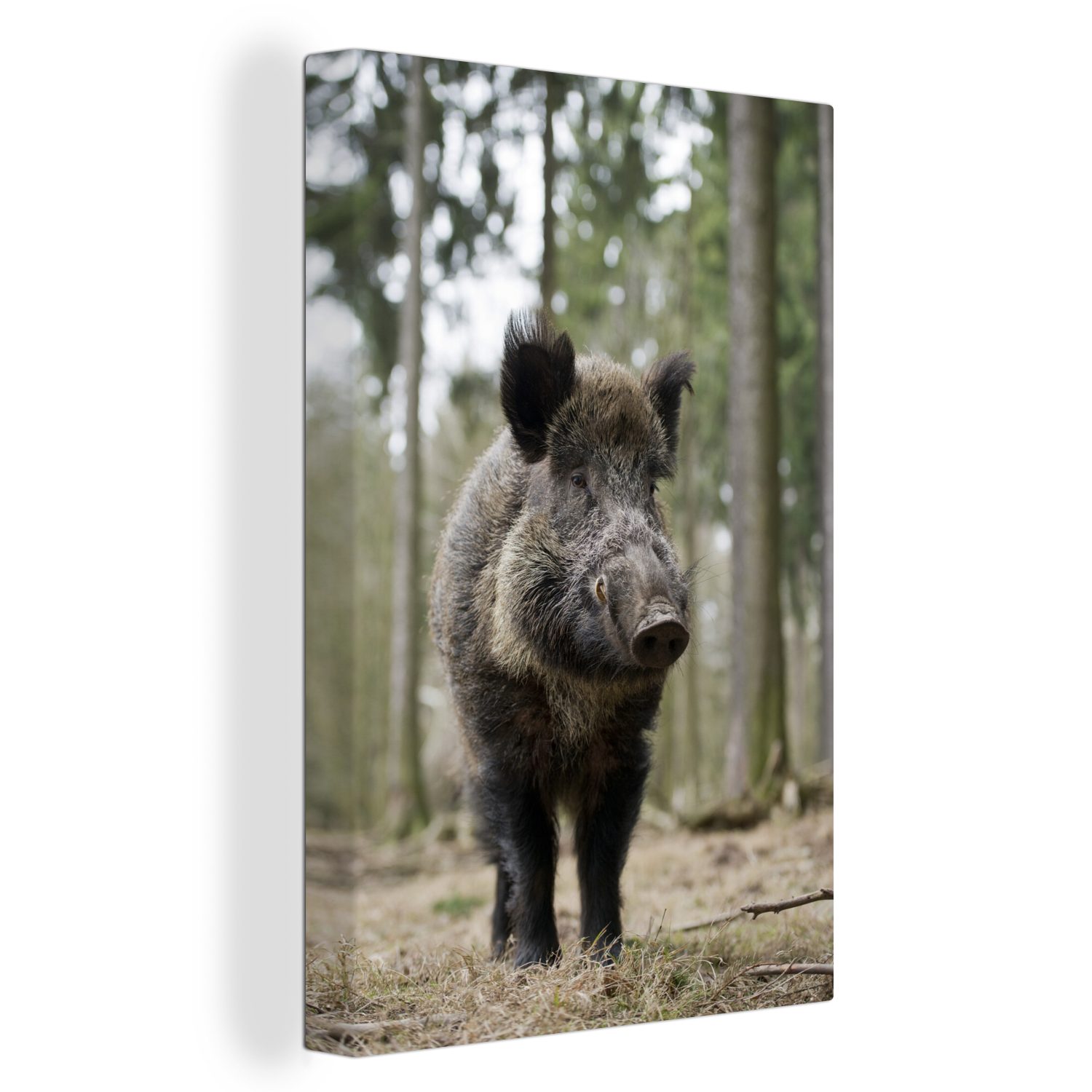 OneMillionCanvasses® Leinwandbild Wildschwein - Tier - Wald, (1 St), Leinwandbild fertig bespannt inkl. Zackenaufhänger, Gemälde, 20x30 cm