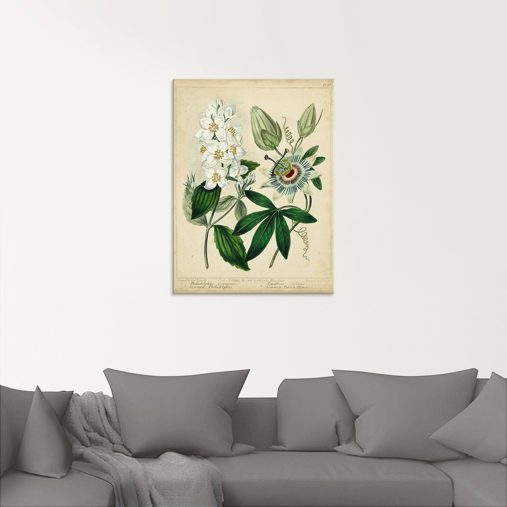 Artland Glasbild »Federnelke II«, Blumen (1 Stück)-HomeTrends