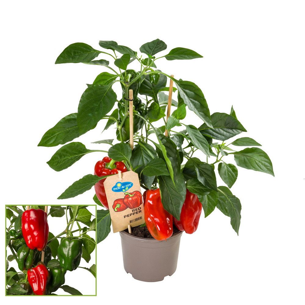 Exotenherz Gemüsepflanze Paprika-Pflanze mit roten Früchten für Balkon und Garten 14cm Topf