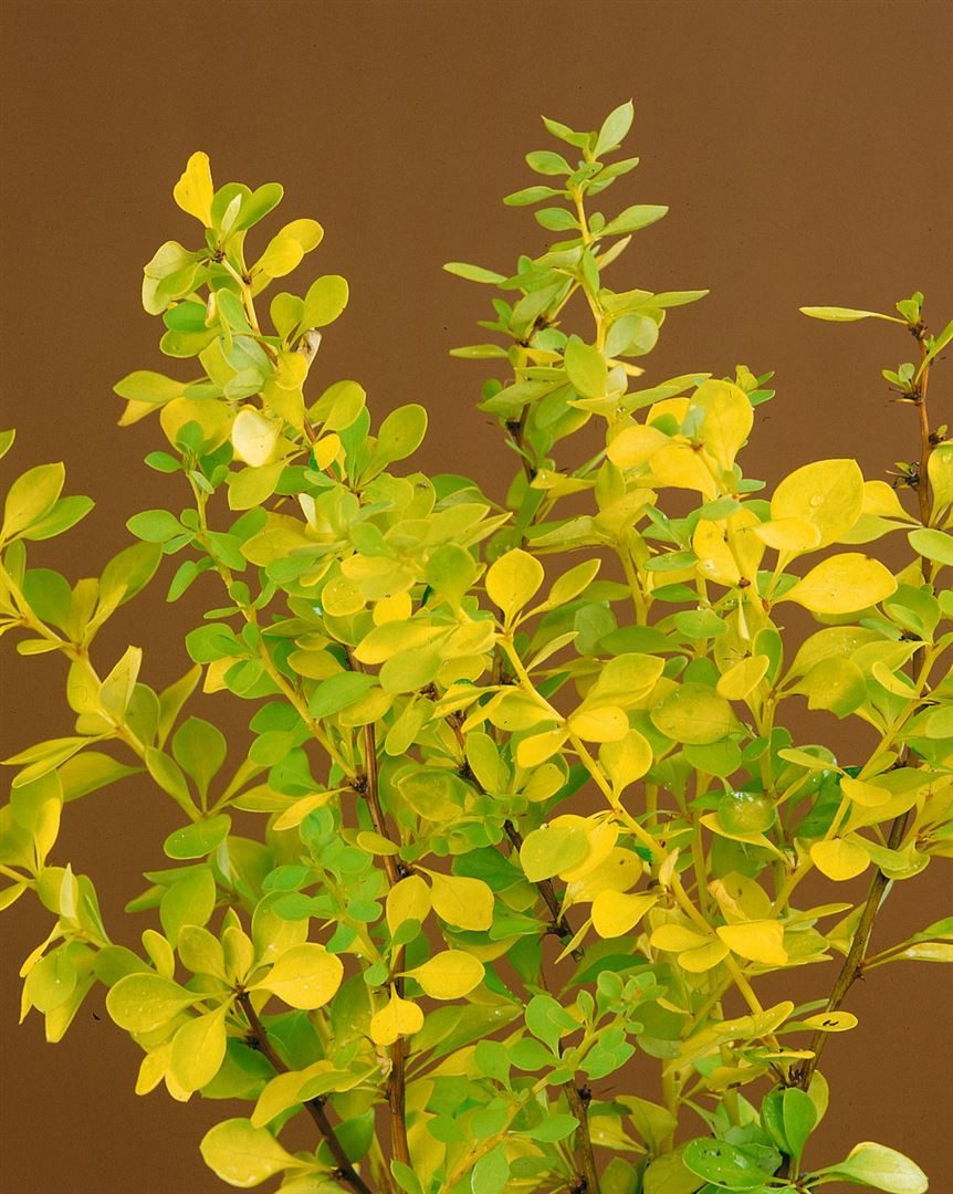 Pflanzen für Dich Gehölze Berberis thunb. 'Maria', 1 St., Thunberg-Berberitze, Goldberberitze