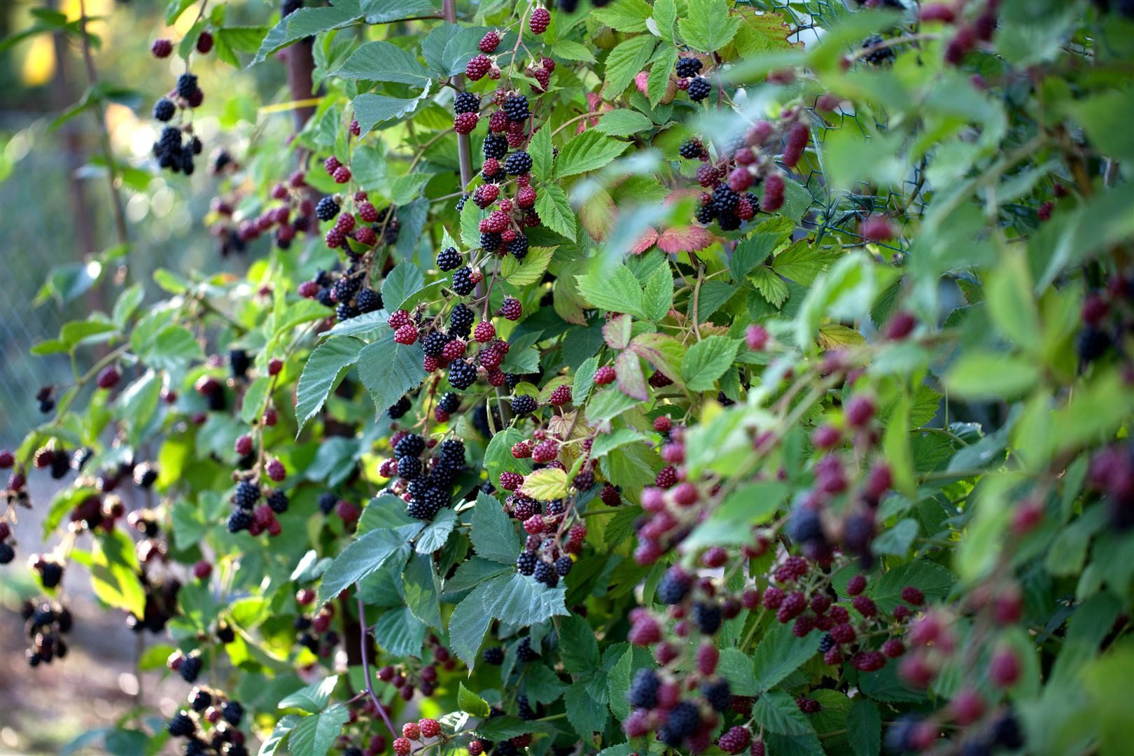 Pflanzen für Dich Obstpflanze Rubus fruticosus Thornfree, 1 St., Brombeere, Dornenlose Brombeere, dornenlos, schwarze Beeren