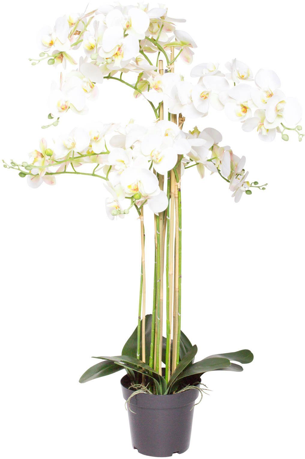 heute beliebt Kunstorchidee Orchidee Bora Orchidee, cm Botanic-Haus, 110 Höhe