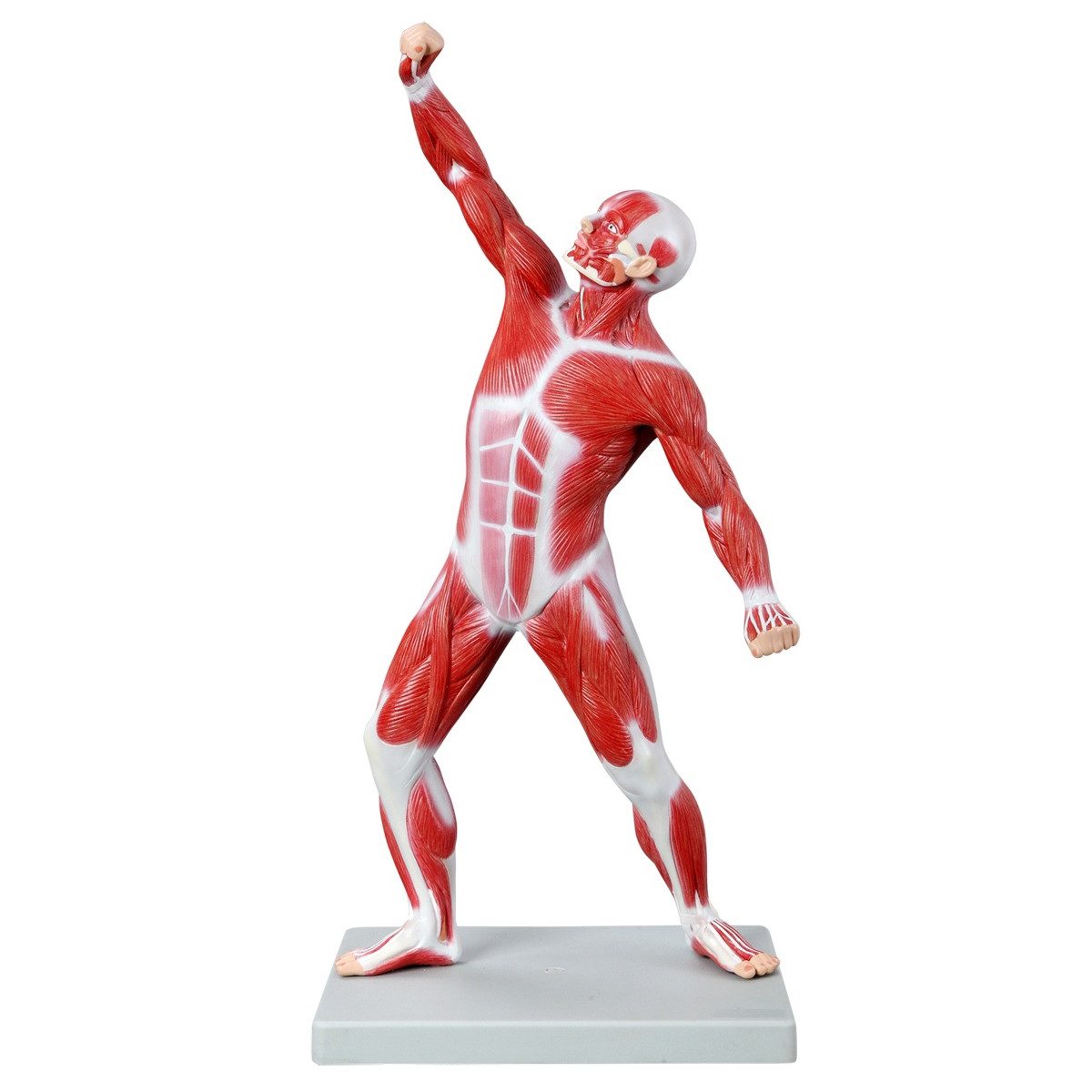 Cranstein Scientific Dekoobjekt Muskelfigur Anatomie Modell 50cm Ganzkörper Körpermuskulatur auf Stati