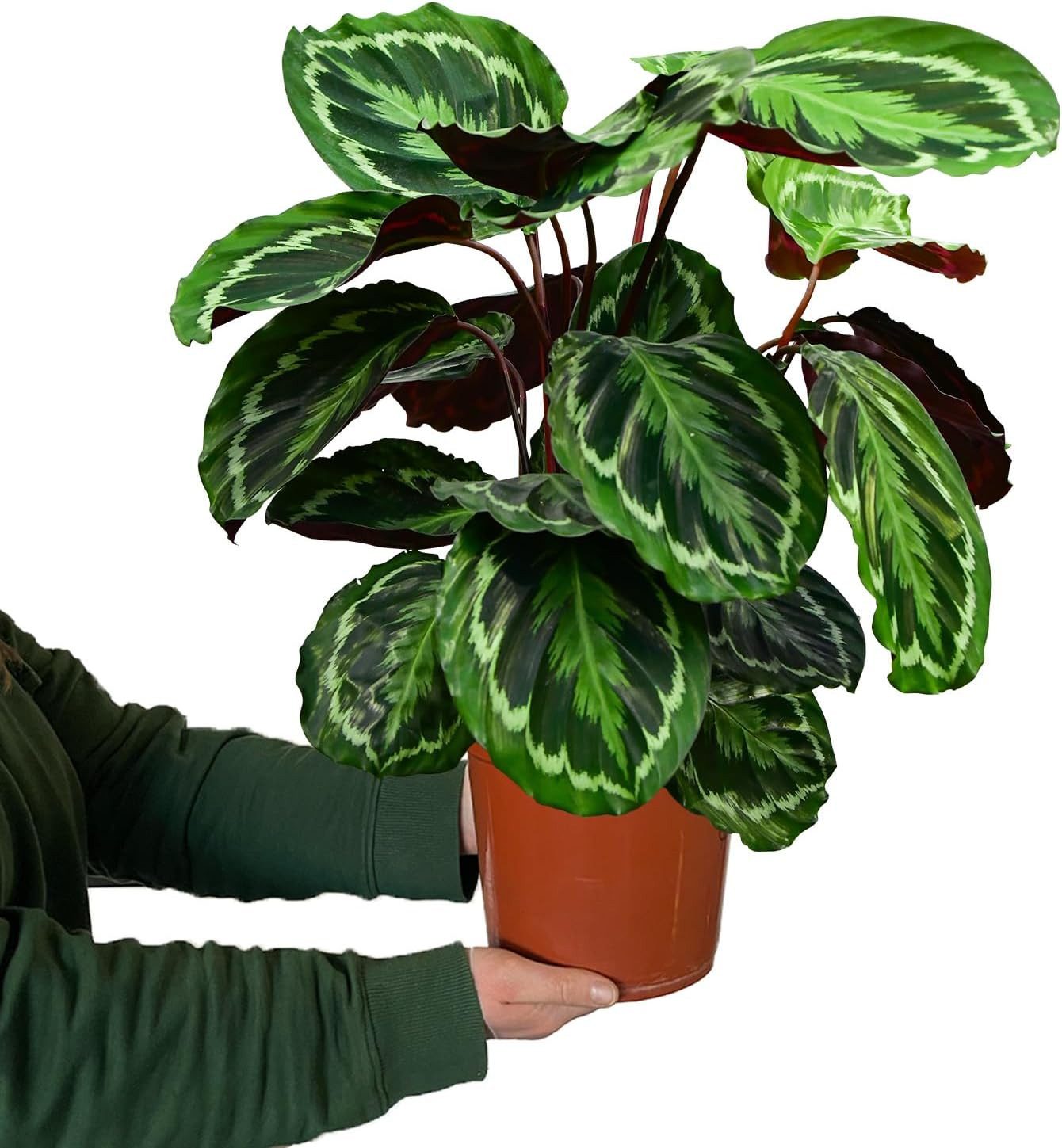 Green Me Up Zimmerpflanze Calathea Medallion No.19, im 19 cm Topf, 50–60 cm günstig online kaufen