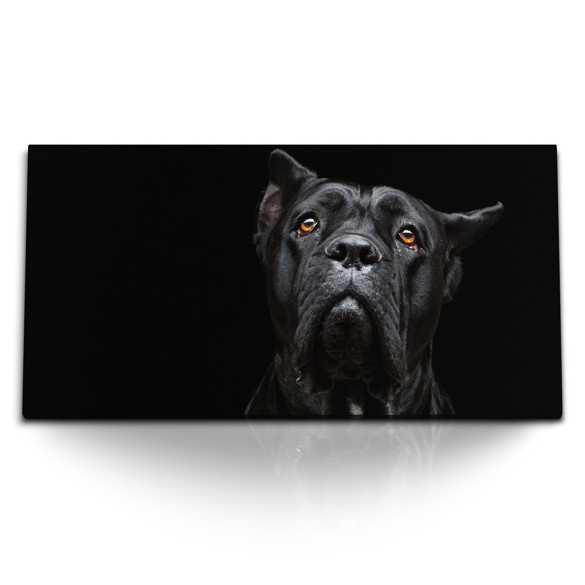 Leinwandbild Kunstdruck Bilder 120x60cm Cane Corso Italiano schwarzer Hund Tierfoto