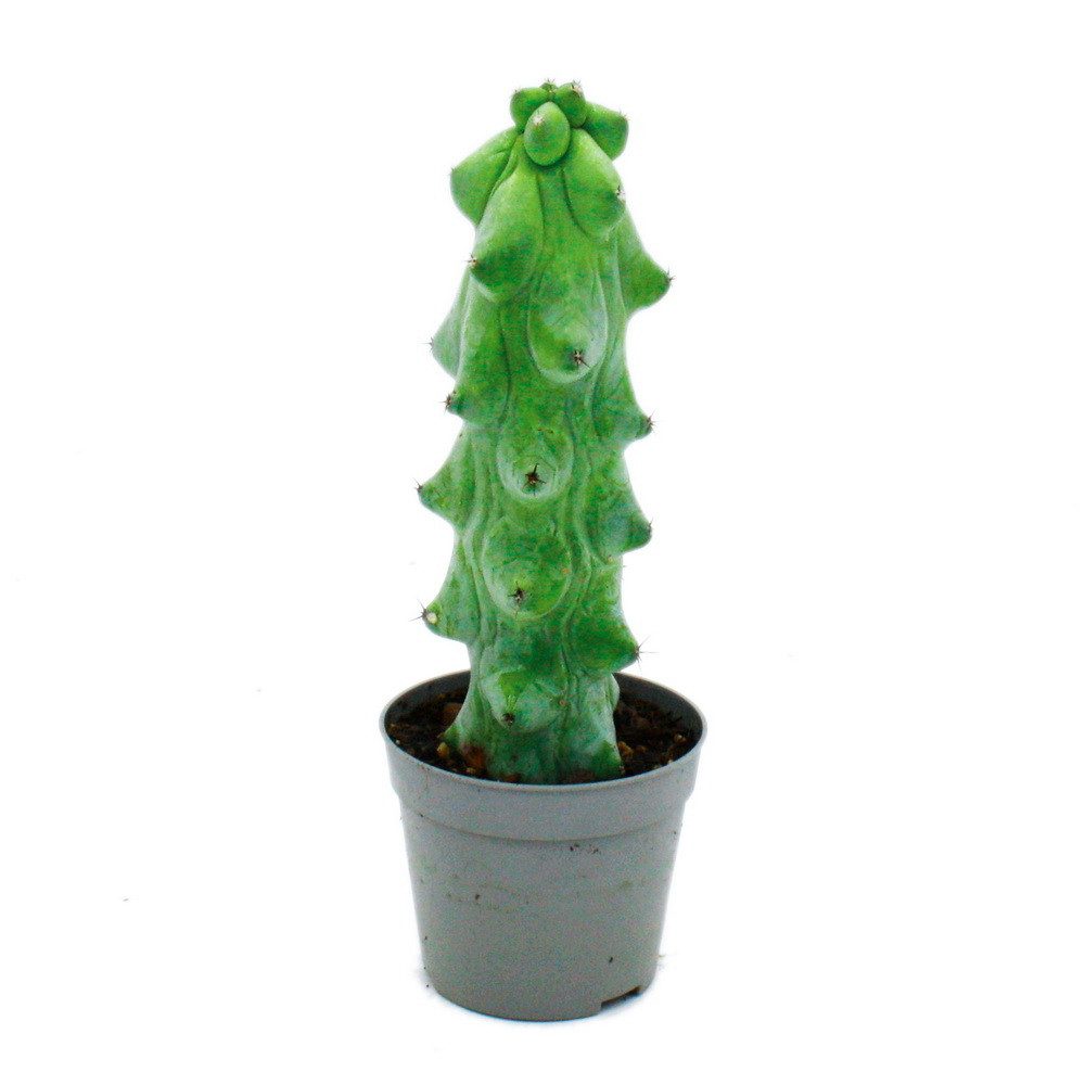 Kaktus Myrtillocactus geometrizans seltener Heidelbeerkaktus 6,5cm Topf