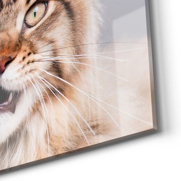 DEQORI Magnettafel 'Maine Coon Katze faucht', Whiteboard Pinnwand beschreibbar