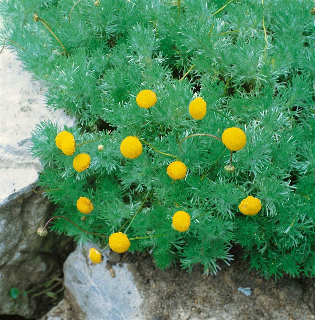 Pflanzen für Dich Staude Cotula hispida, 1 St., Silberblatt-Cotula
