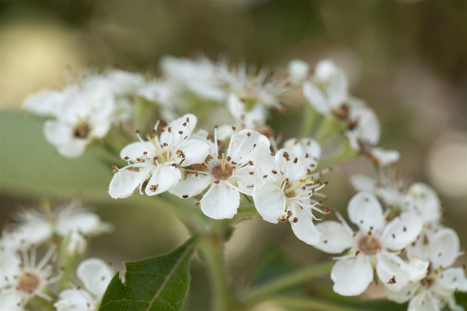 Pflanzen für Dich Gehölze Crataegus lavallei Carrierei, 1 St., Apfeldorn, Lederblättriger Weißdorn