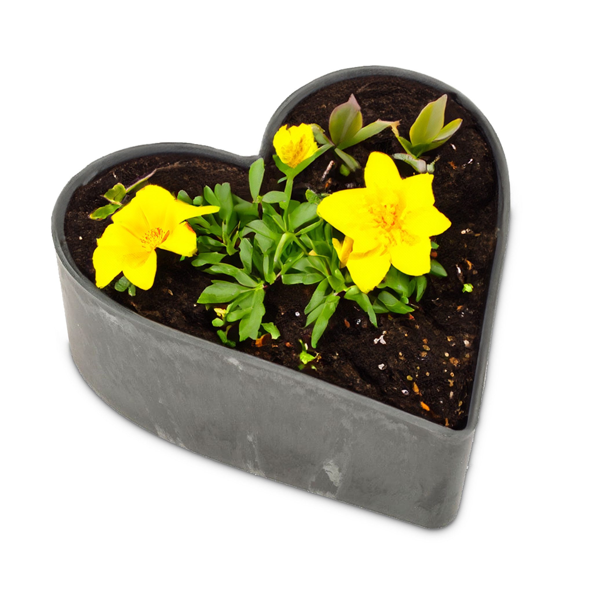 matches21 HOME & HOBBY Blumentopf Herz günstig online kaufen
