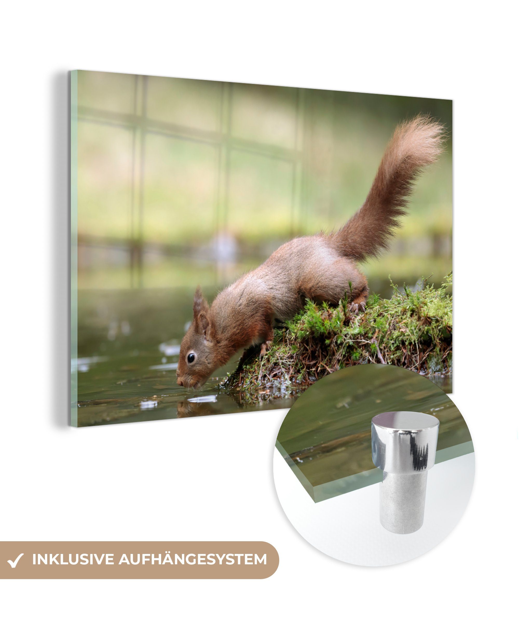 - & Wald, Eichhörnchen Wohnzimmer Schlafzimmer Acrylglasbild - Acrylglasbilder St), MuchoWow (1 Wasser