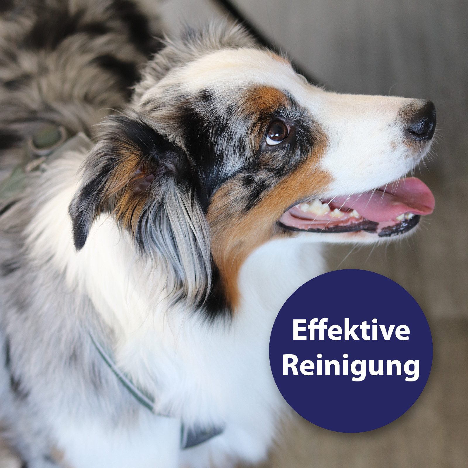 Canosept Fellpflege Canosept Zahnpflege Spray für Hunde 100 ml