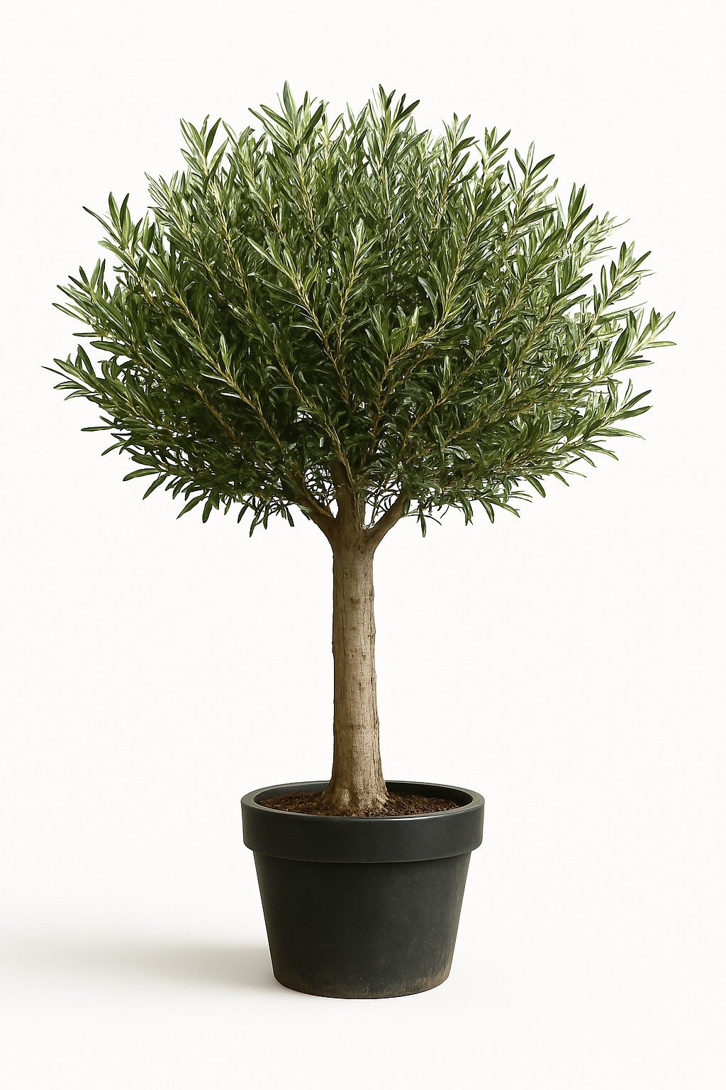 Palms-Store Olivenbaum Olea Europaea, ca. 20 Jahre Alt, Höhe ca. 150 cm, charaktervoller Stamm, Winterhart bis –15 °C