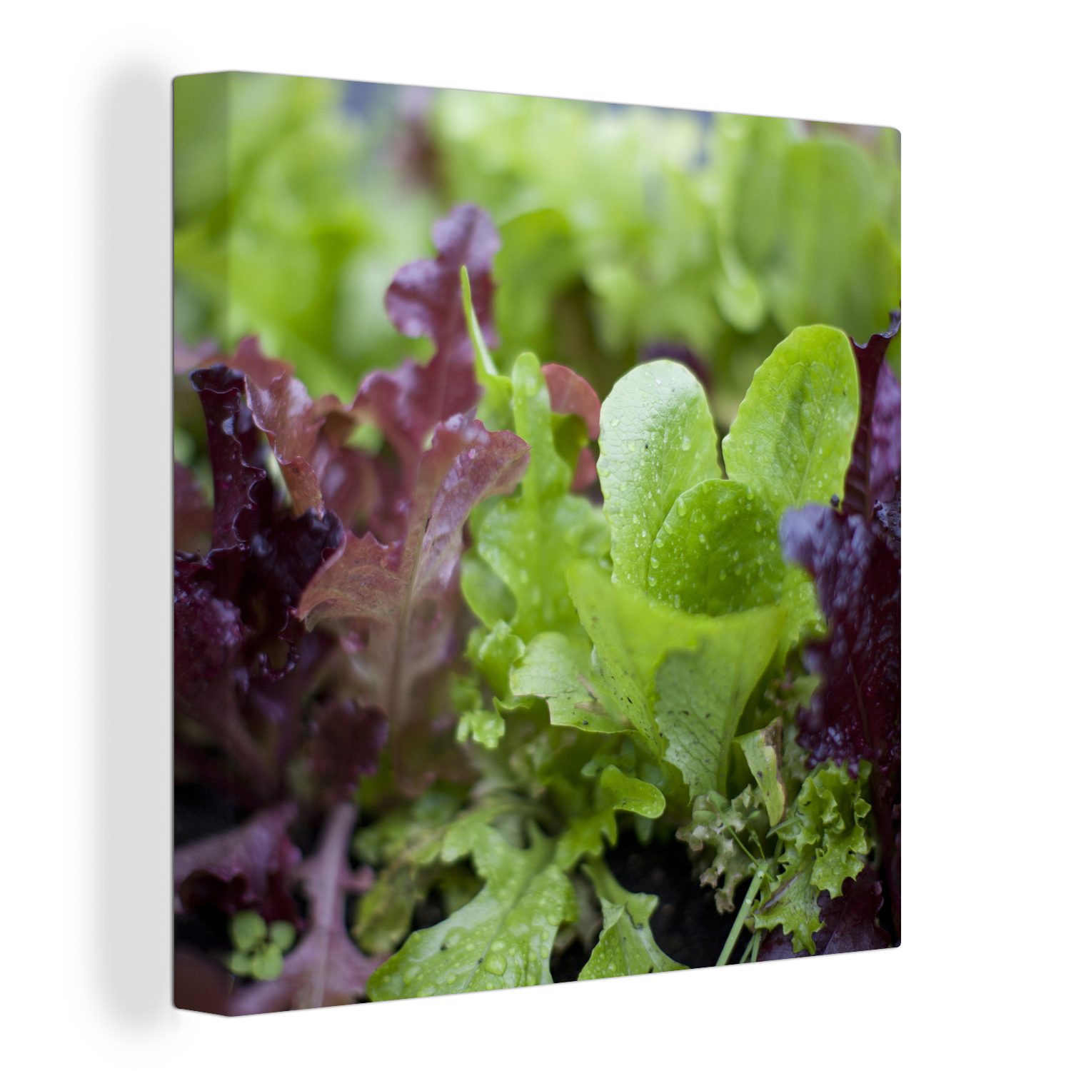 OneMillionCanvasses® Leinwandbild Nahaufnahme von jungem grünem und violettem Kopfsalat, (1 St), Leinwand Bilder für Wohnzimmer Schlafzimmer