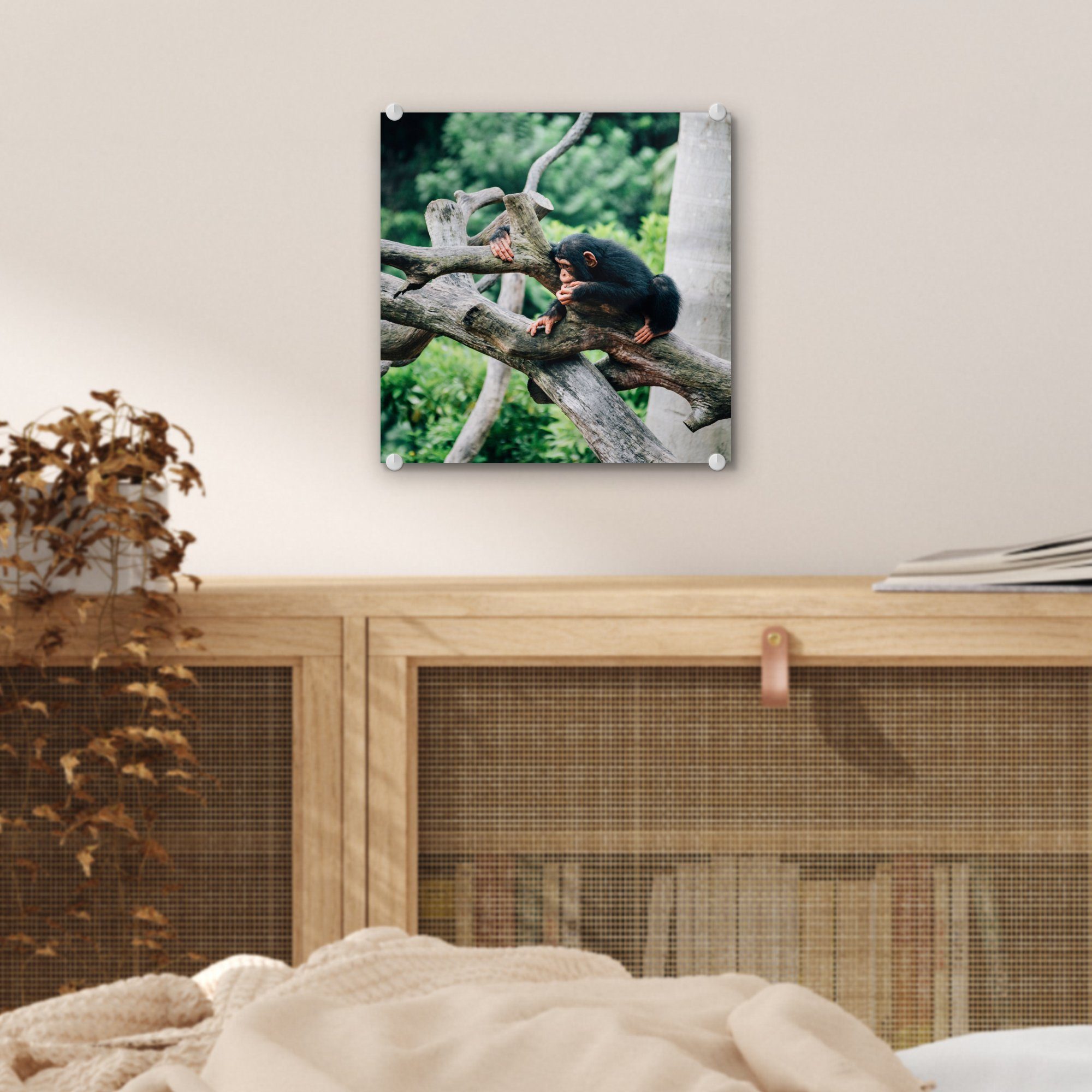 (1 MuchoWow im Dschungel, Schimpanse Foto auf Wanddekoration Glas Glas - - Junger Acrylglasbild - Bilder Glasbilder Wandbild auf St),