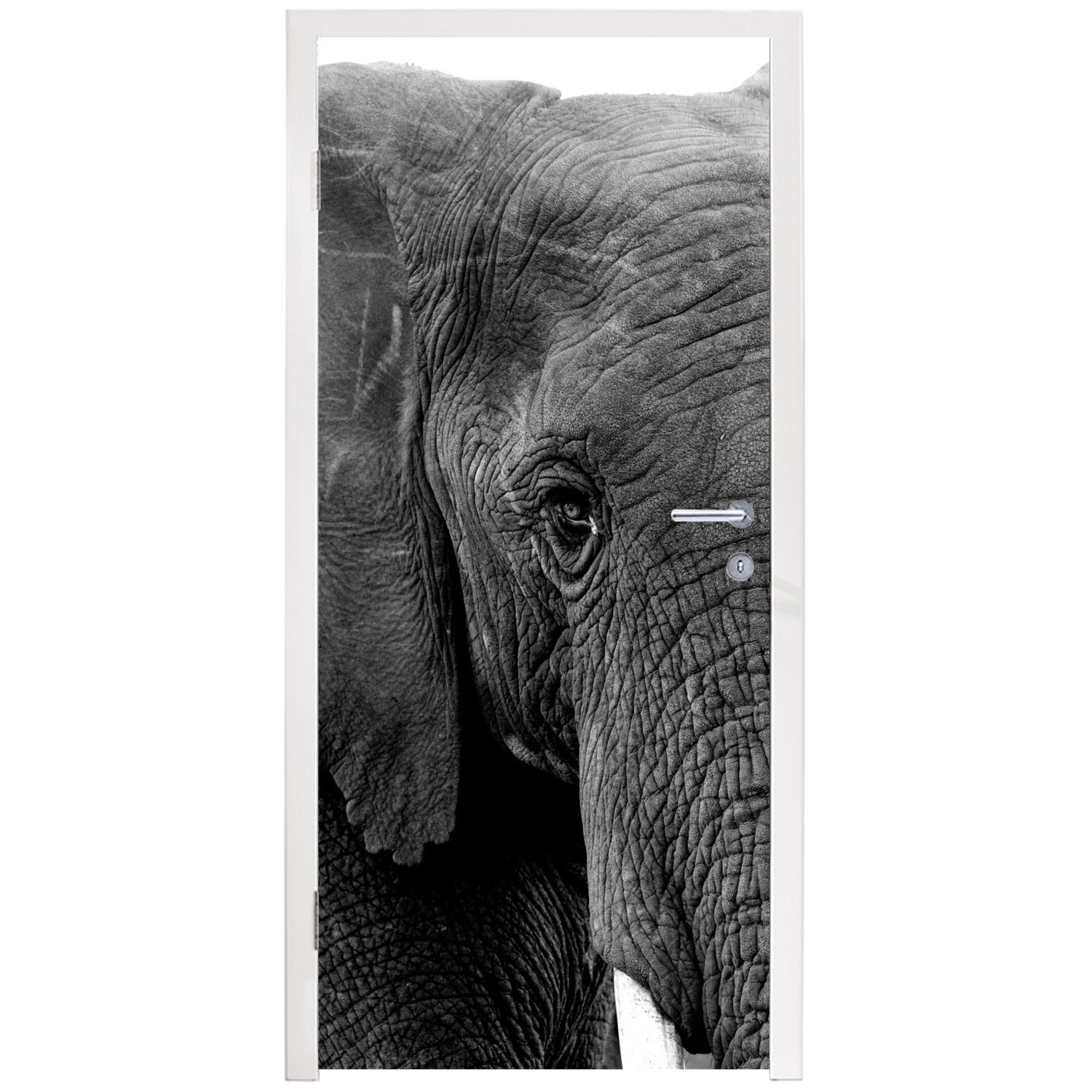 Türaufkleber, Türtapete St), Natur, - Tiere für - - (1 Fototapete Weiß - MuchoWow bedruckt, cm 75x205 Tür, Schwarz Elefant Matt,