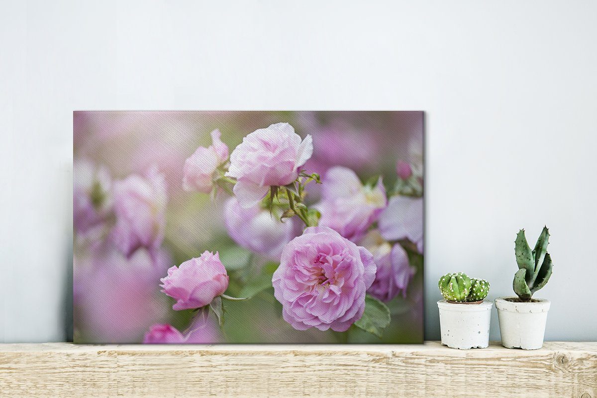 OneMillionCanvasses® Leinwandbild Pflanzen von rosa Rosen günstig online kaufen