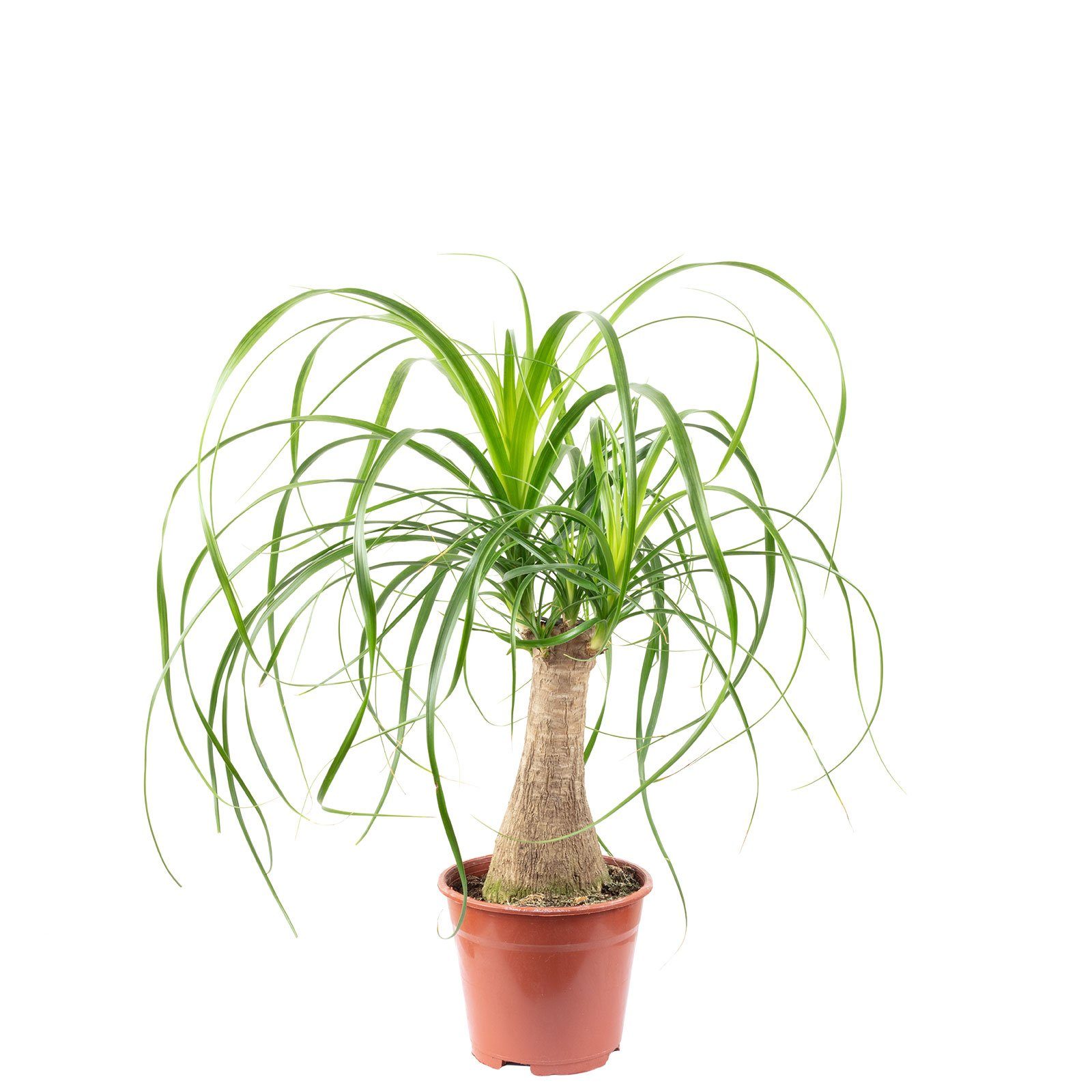 Flowerbox Zimmerpflanze Elefantenfuß 1-Stamm – Beaucarnea, pflegeleicht - Höhe ca. 40 cm, Topf-Ø 14 cm