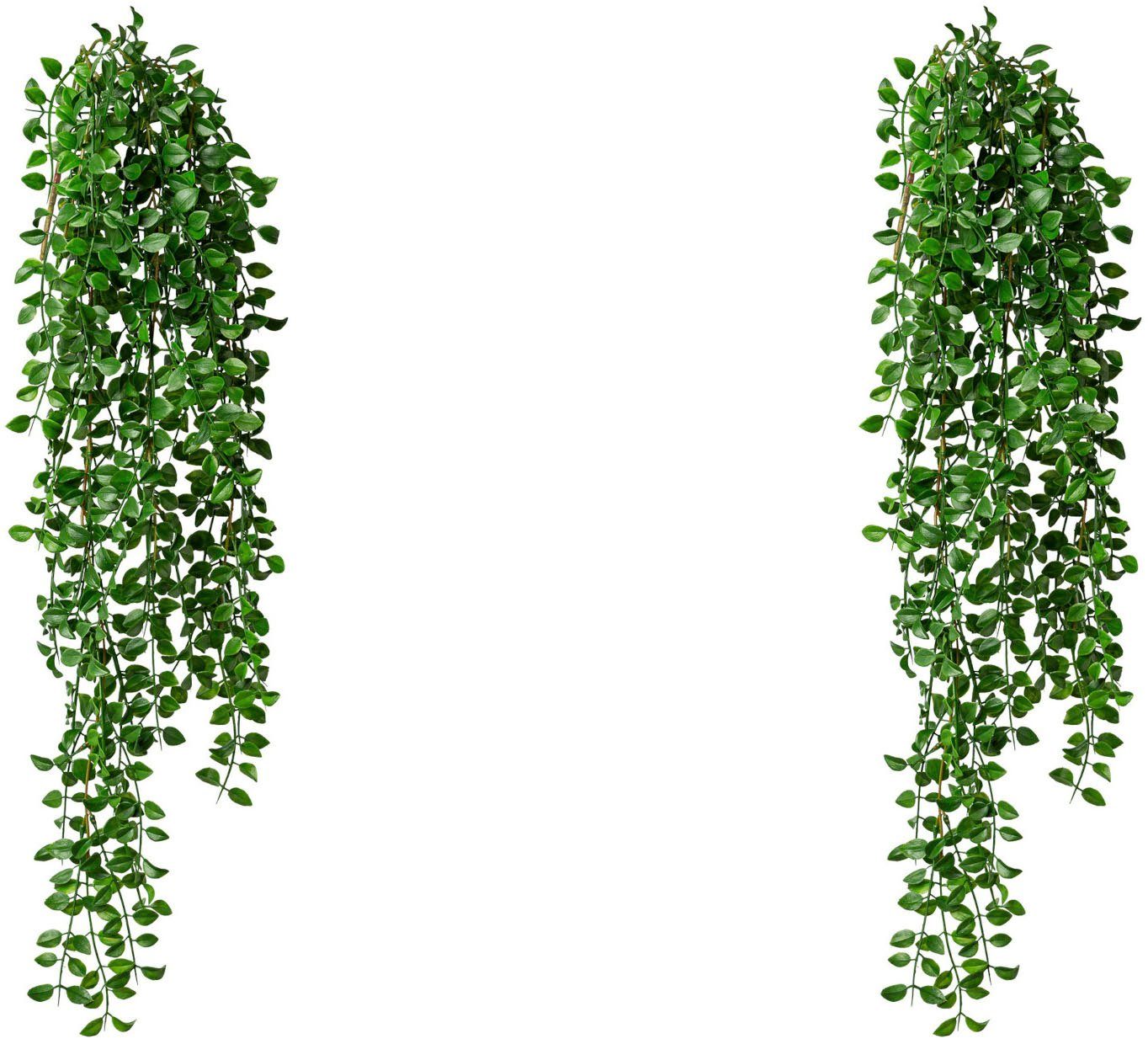Kunstranke Hängebusch Columnea
