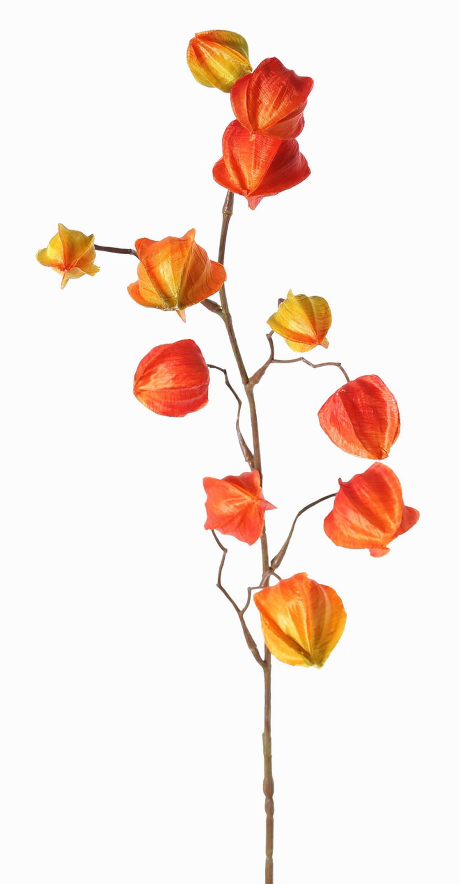Kunstzweig Künstlicher Physalis Zweig PERSEI mit Früchten, orange, 80cm Physalis, artplants, Höhe 80.0 cm