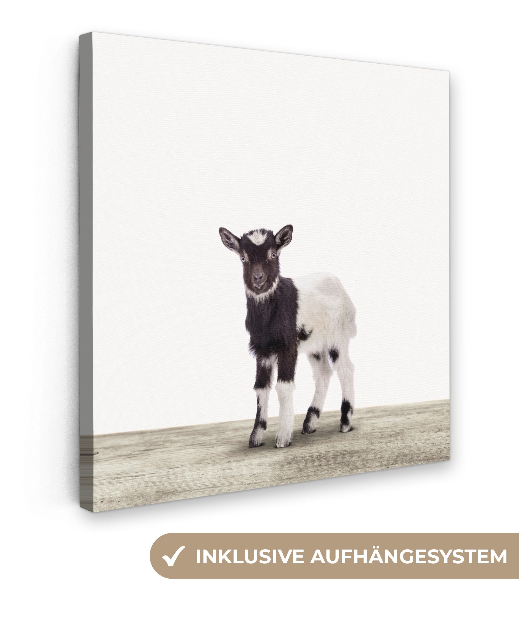 OneMillionCanvasses® Leinwandbild Ziege - Tiere - günstig online kaufen