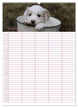 CALVENDO Wandkalender Border Collie Welpen - Familienplaner (Premium, hochwertiger DIN A2 Wandkalender 2023, Kunstdruck in Hochglanz)