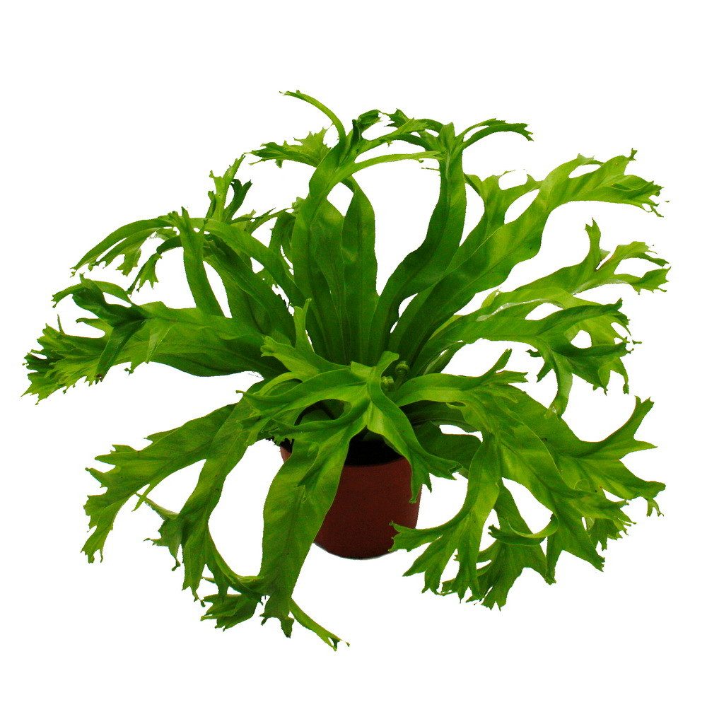 Exotenherz Zimmerpflanze Asplenium Farn-Sorten fürs Zimmer Nestfarn 12cm To günstig online kaufen