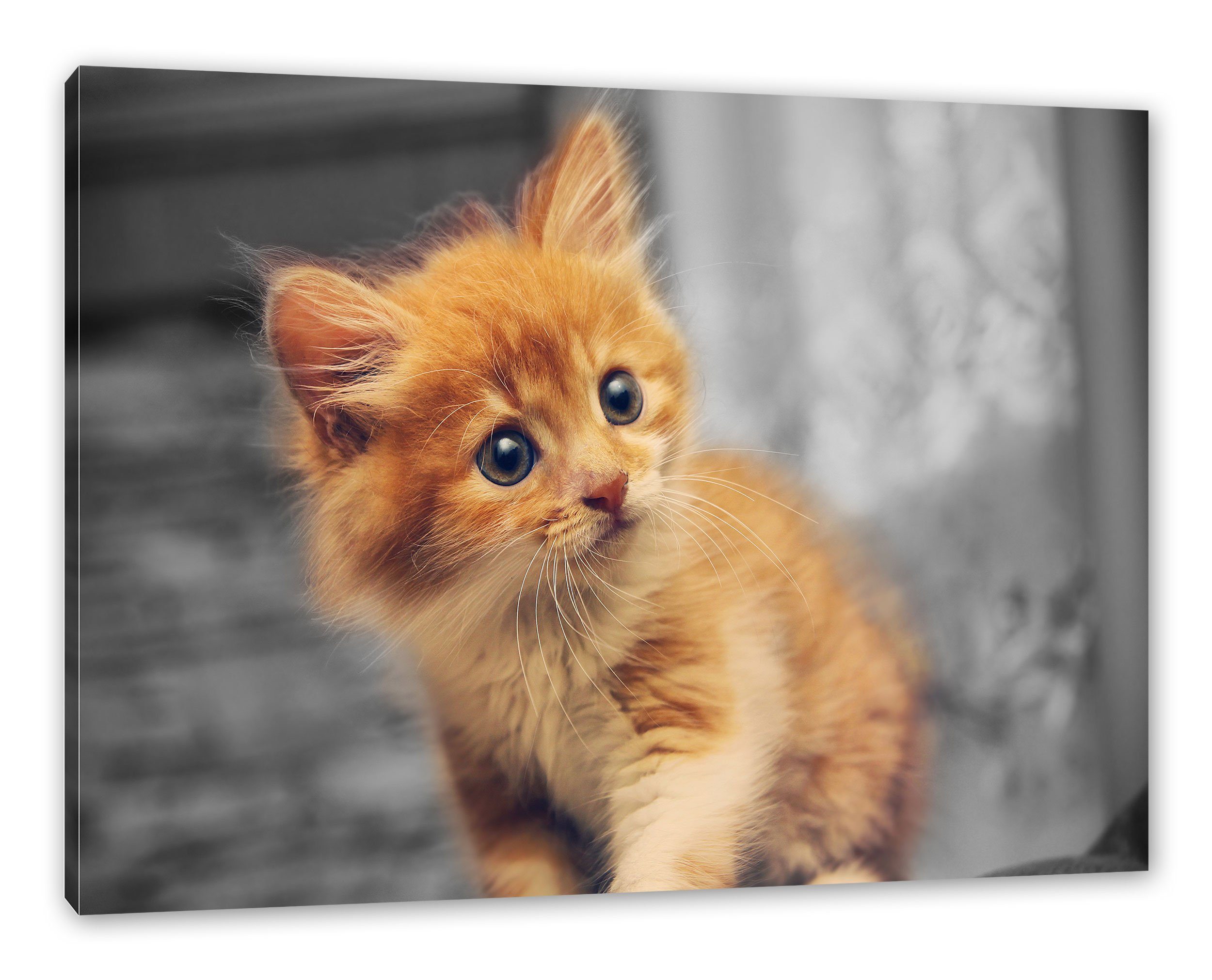 Neugieriges Leinwandbild Neugieriges bespannt, Leinwandbild Zackenaufhänger Kätzchen, Kätzchen fertig Pixxprint (1 St), inkl.