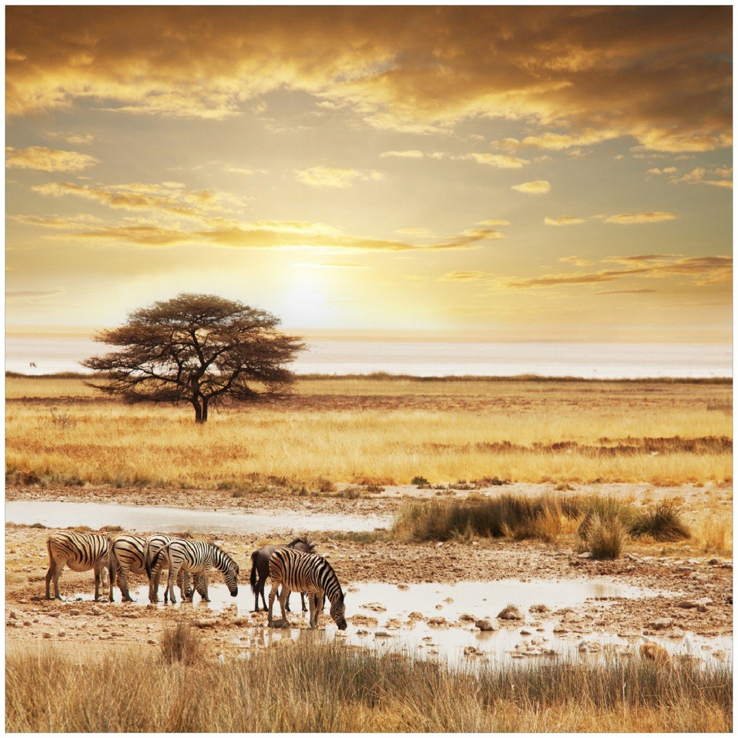 Wallario Memoboard Safari in Afrika eine Herde Zebras am Wasser