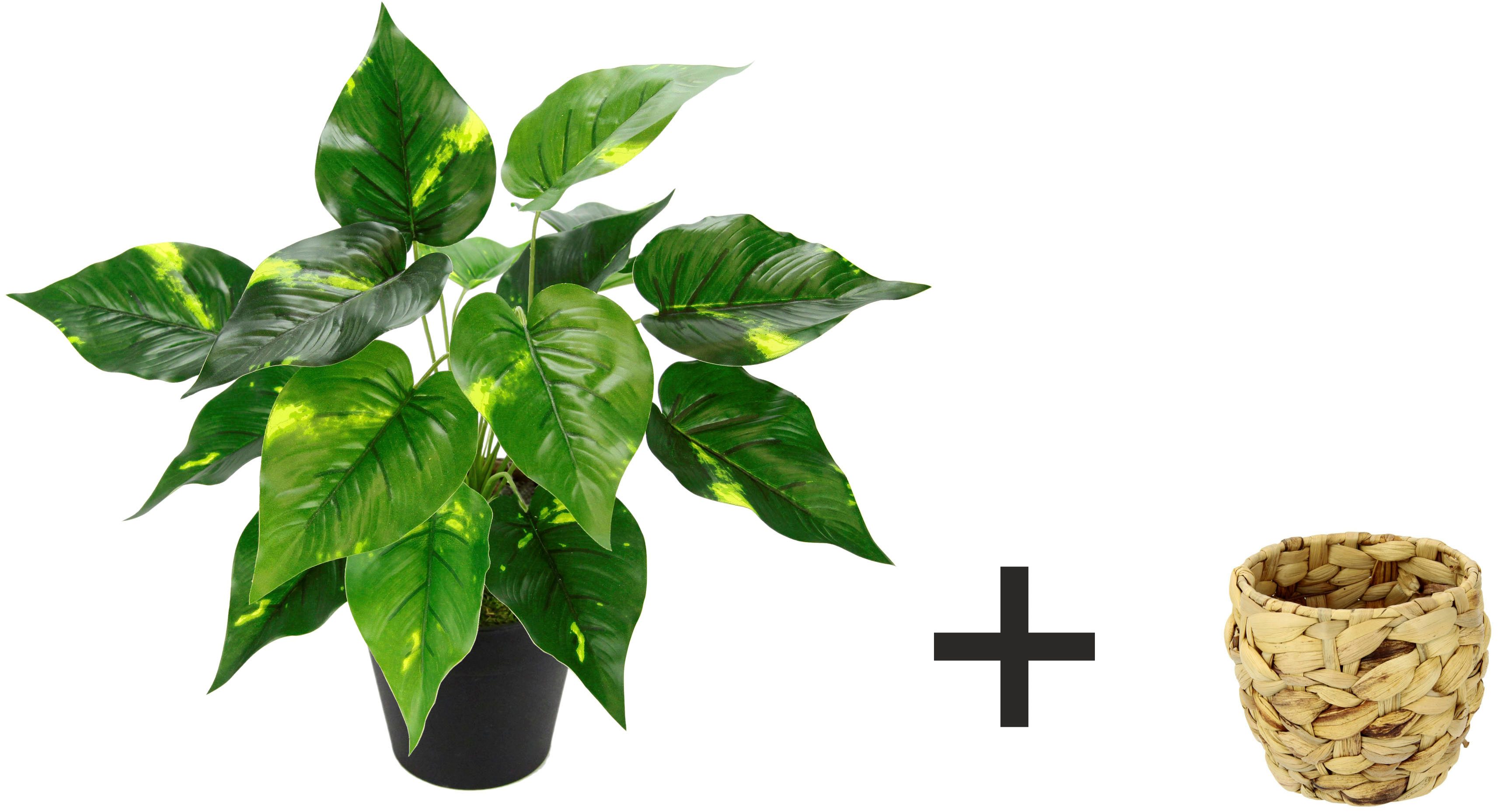 Kunstpflanze Pothospflanze in Wasserhyazinthentopf Pothospflanze, I.GE.A., günstig online kaufen