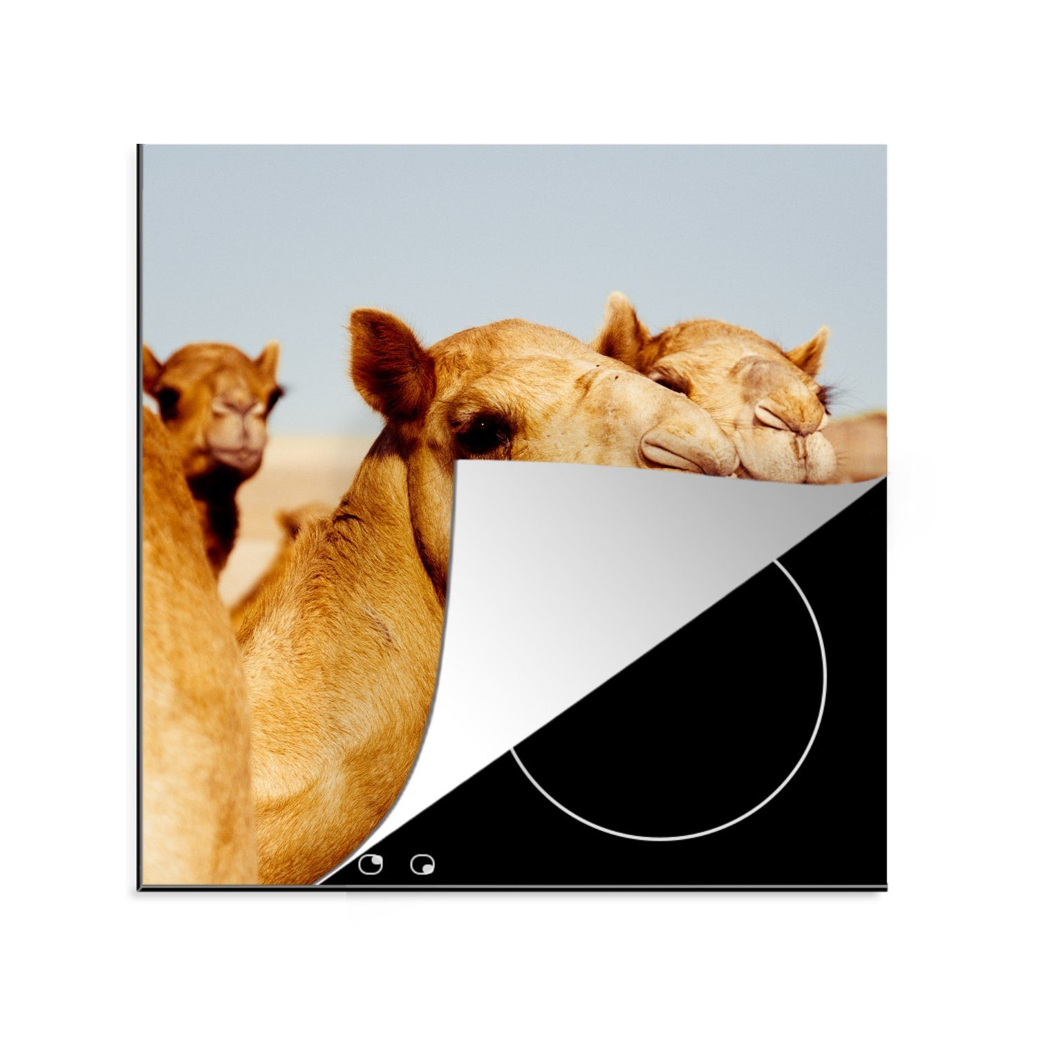 MuchoWow Herdblende-/Abdeckplatte Kamele auf einer sandigen Ebene in Dubai, Vinyl, (1 tlg), 78x78 cm, Ceranfeldabdeckung, Arbeitsplatte für küche