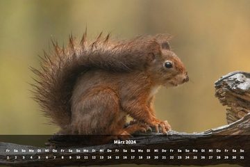 raxxa Wandkalender Premium Monatskalender Eichhörnchen 2024
