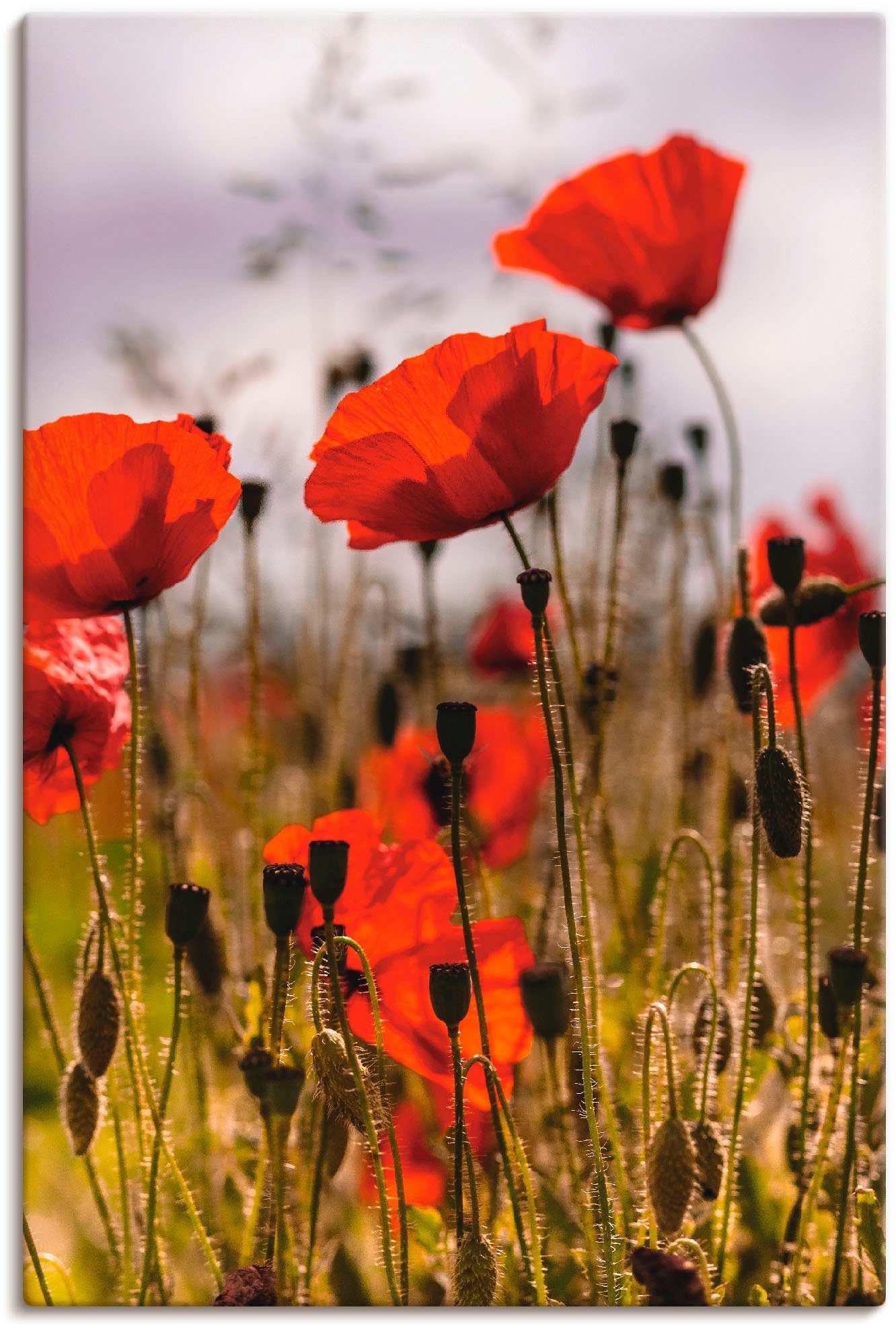 Artland Leinwandbild Mohnblumen im Morgenlicht, Blumenwiese (1 St), auf Holzrahmen gespannt