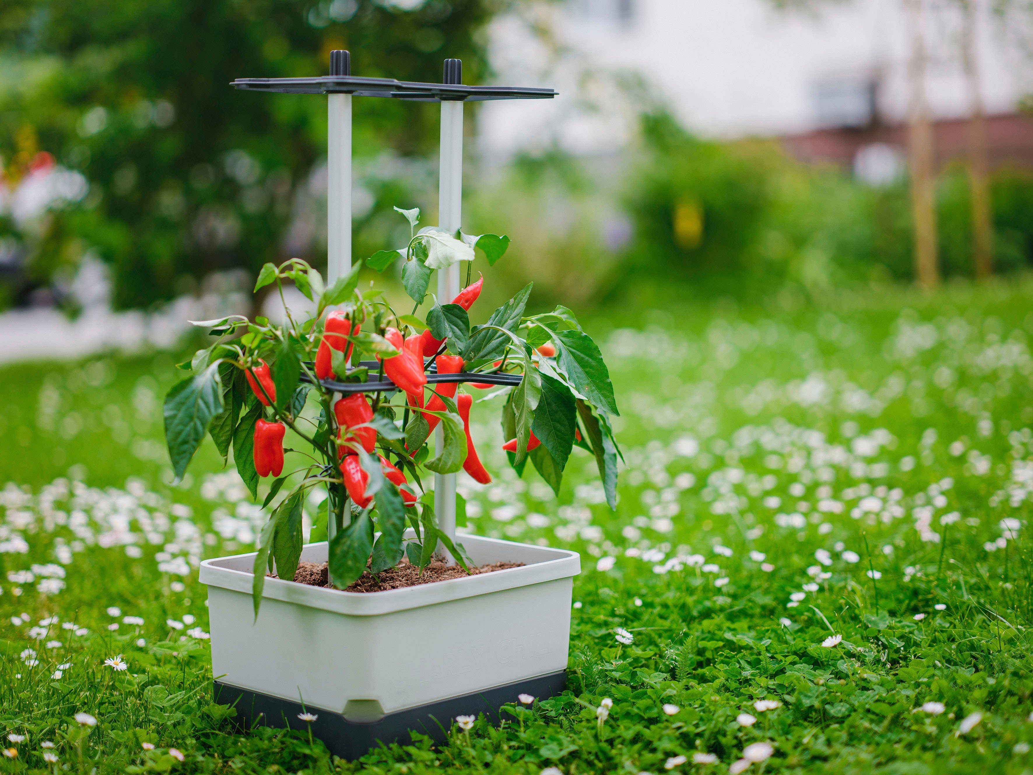 Gusta Garden Pflanzkübel CHARLY CHILI Wassertank Chilitopf, Ranksystem mit hellgrau &