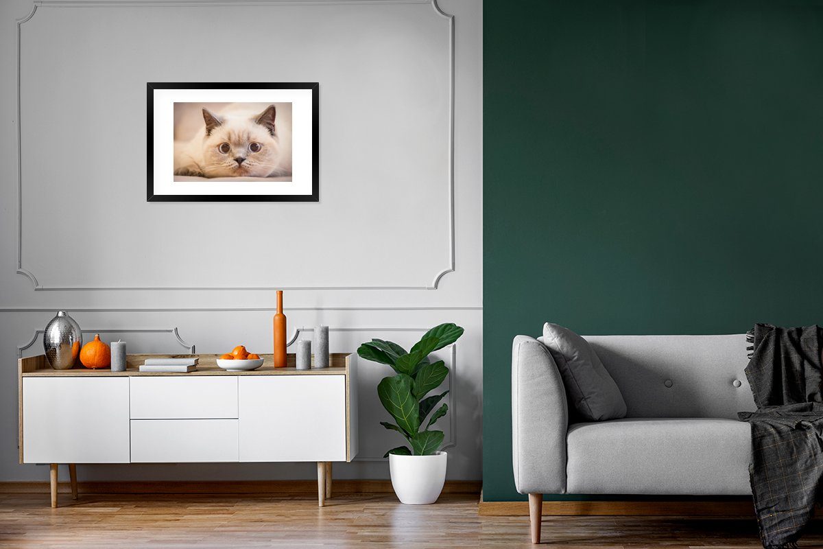 MuchoWow Poster Poster, Kunstdruck, - Katze Gerahmtes Bilderrahmen mit Schwarzem Rahmen, Großaufnahme, - St), Weiß (1