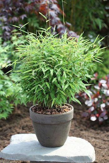 BCM Bambus »Harewood« Spar-Set, Höhe: 60-80 cm, 1 Pflanze