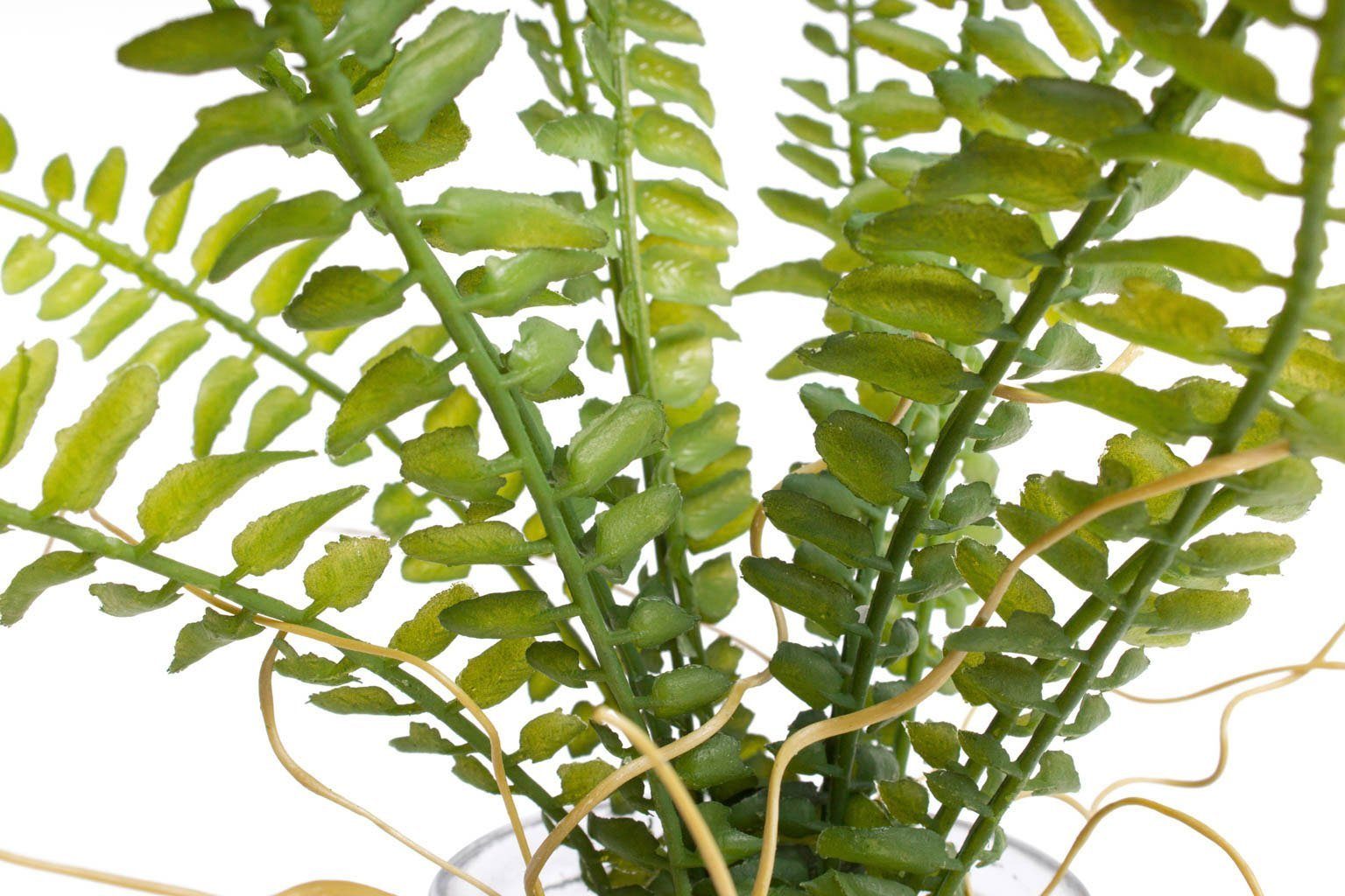 Künstliche Zimmerpflanze Farn im Glas Farn, Botanic-Haus, Höhe 20 cm
