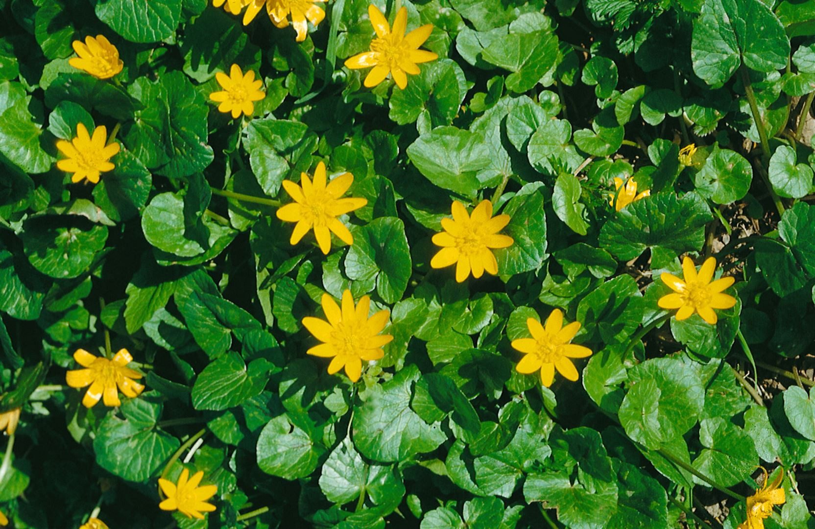 Pflanzen für Dich Staude Ranunculus ficaria, 1 St., Scharbockskraut, Feigwurz