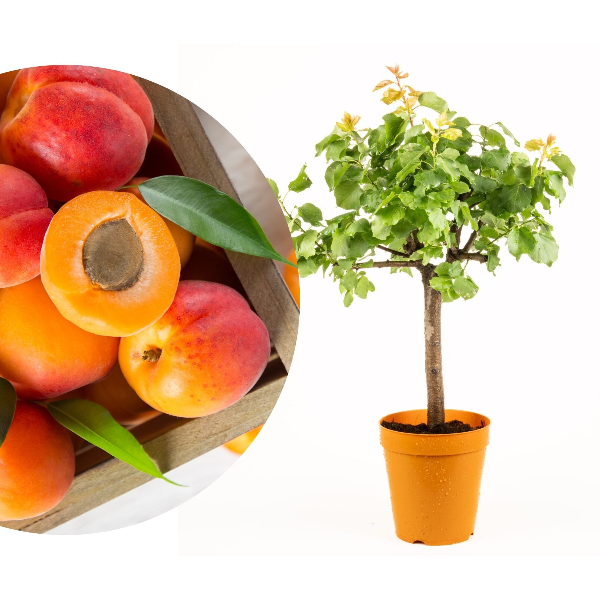 Meine Orangerie Obstpflanze Zwergobst Stämmchen - diverse Sorten, mehrjähri günstig online kaufen