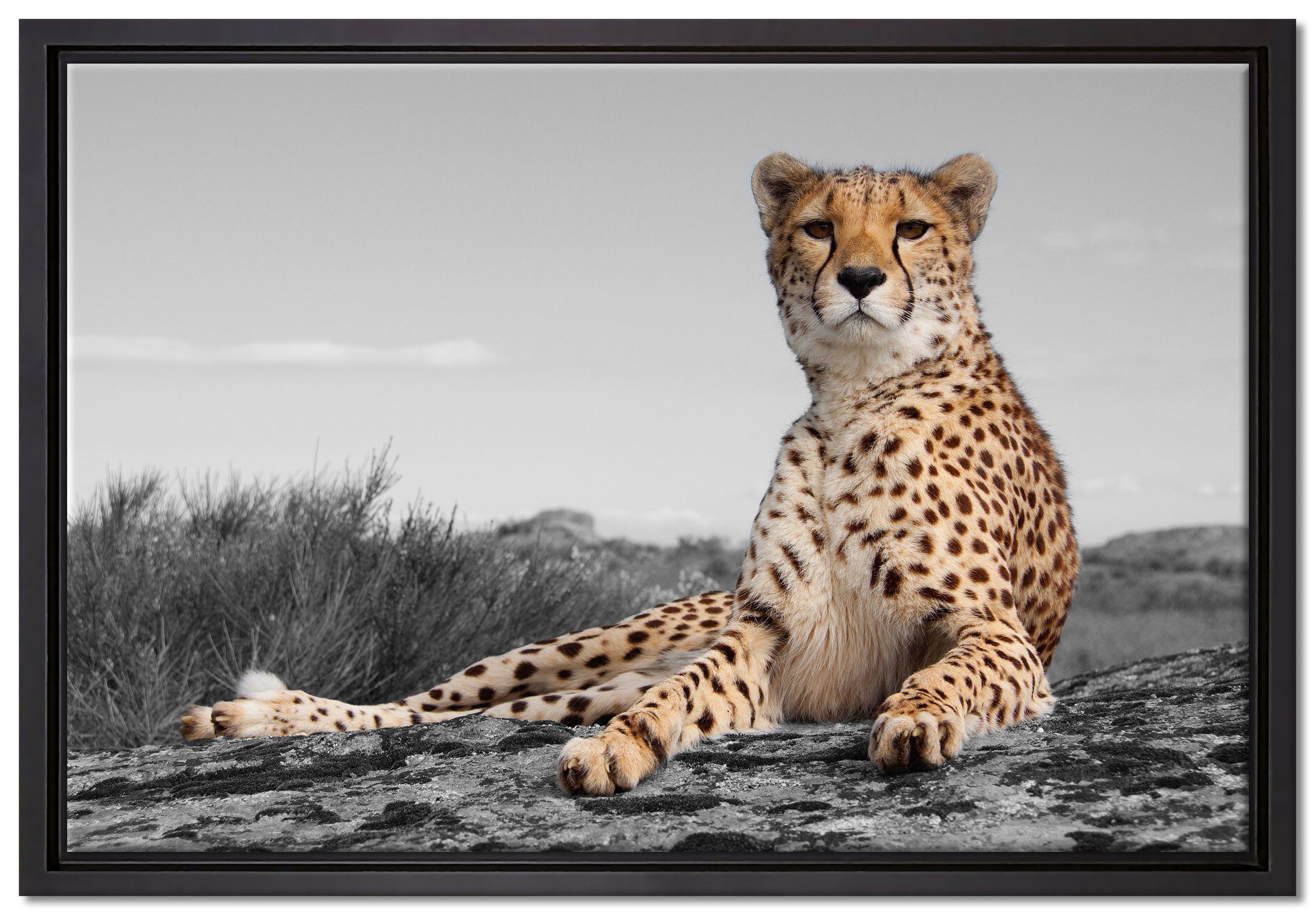 Pixxprint Leinwandbild prächtiger Gepard in Savanne, Wanddekoration (1 St), Leinwandbild fertig bespannt, in einem Schattenfugen-Bilderrahmen gefasst, inkl. Zackenaufhänger