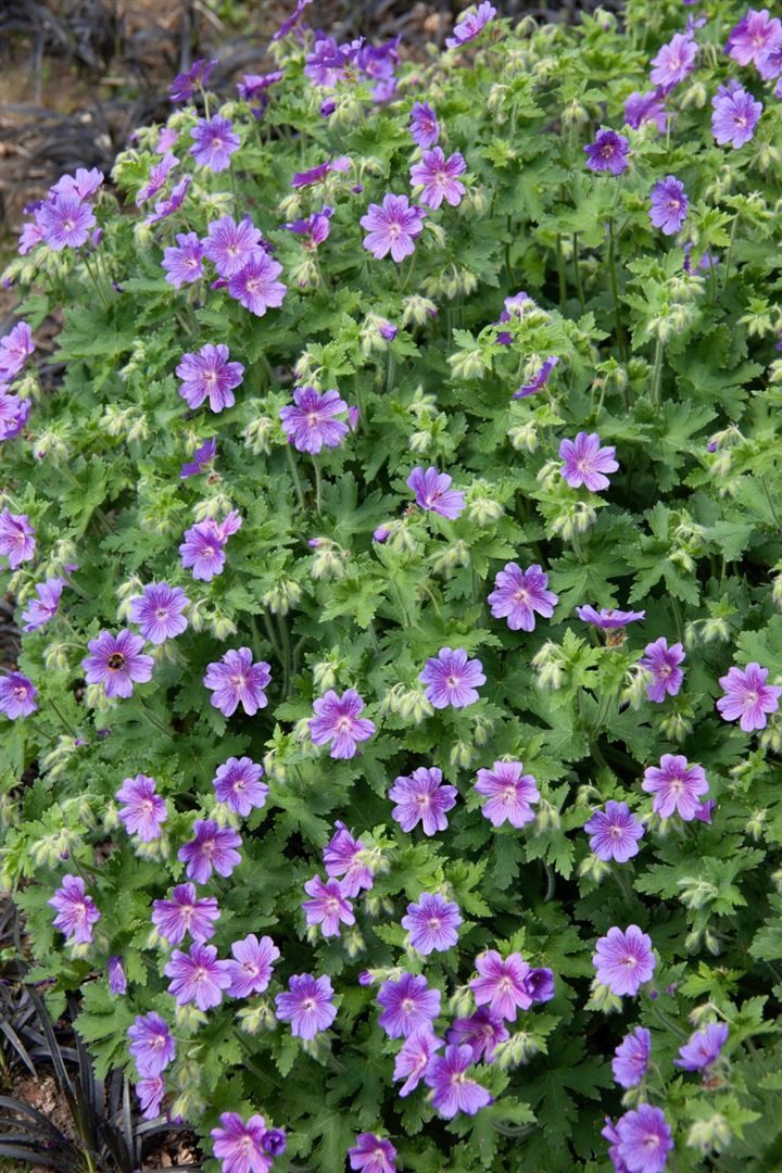 Pflanzen für Dich Staude Geranium magnificum Anemoniflorum, 1 St., Pracht-Storchschnabel