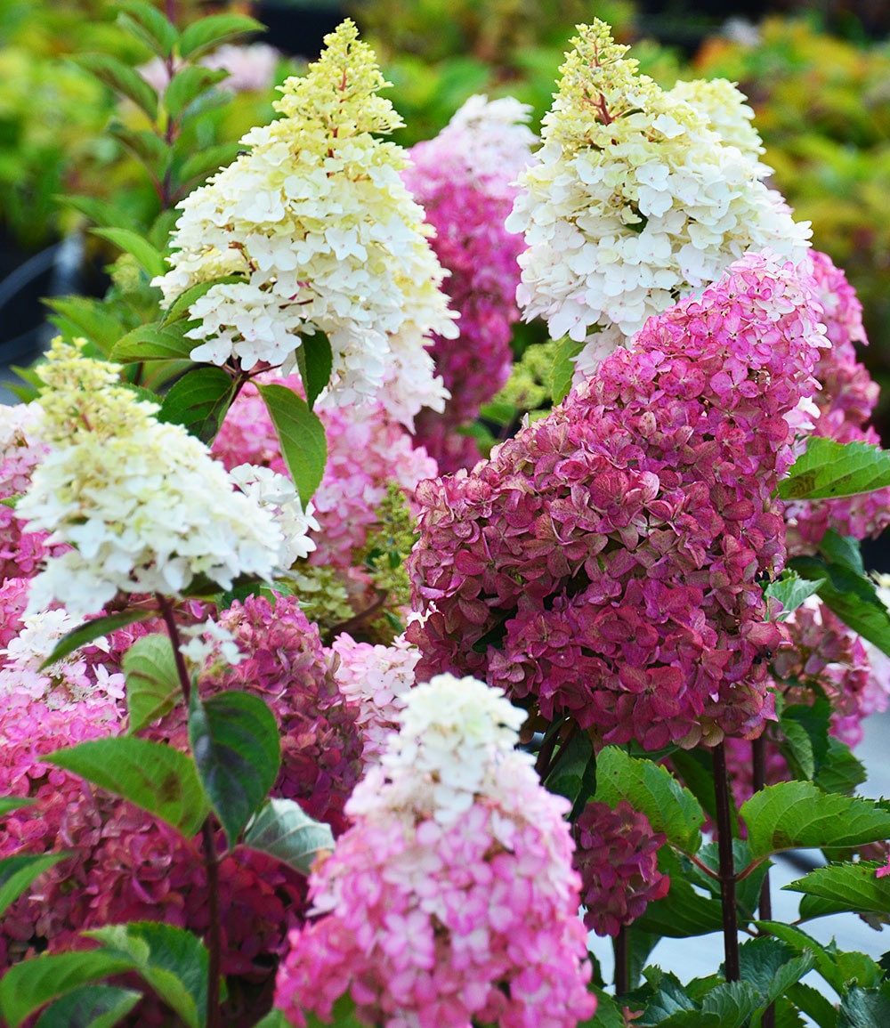 BALDUR Garten Zierstrauch Freiland-Hortensie 'Fraise Melba®', 1 St., Bauerngarten,winterhart, pflegeleicht
