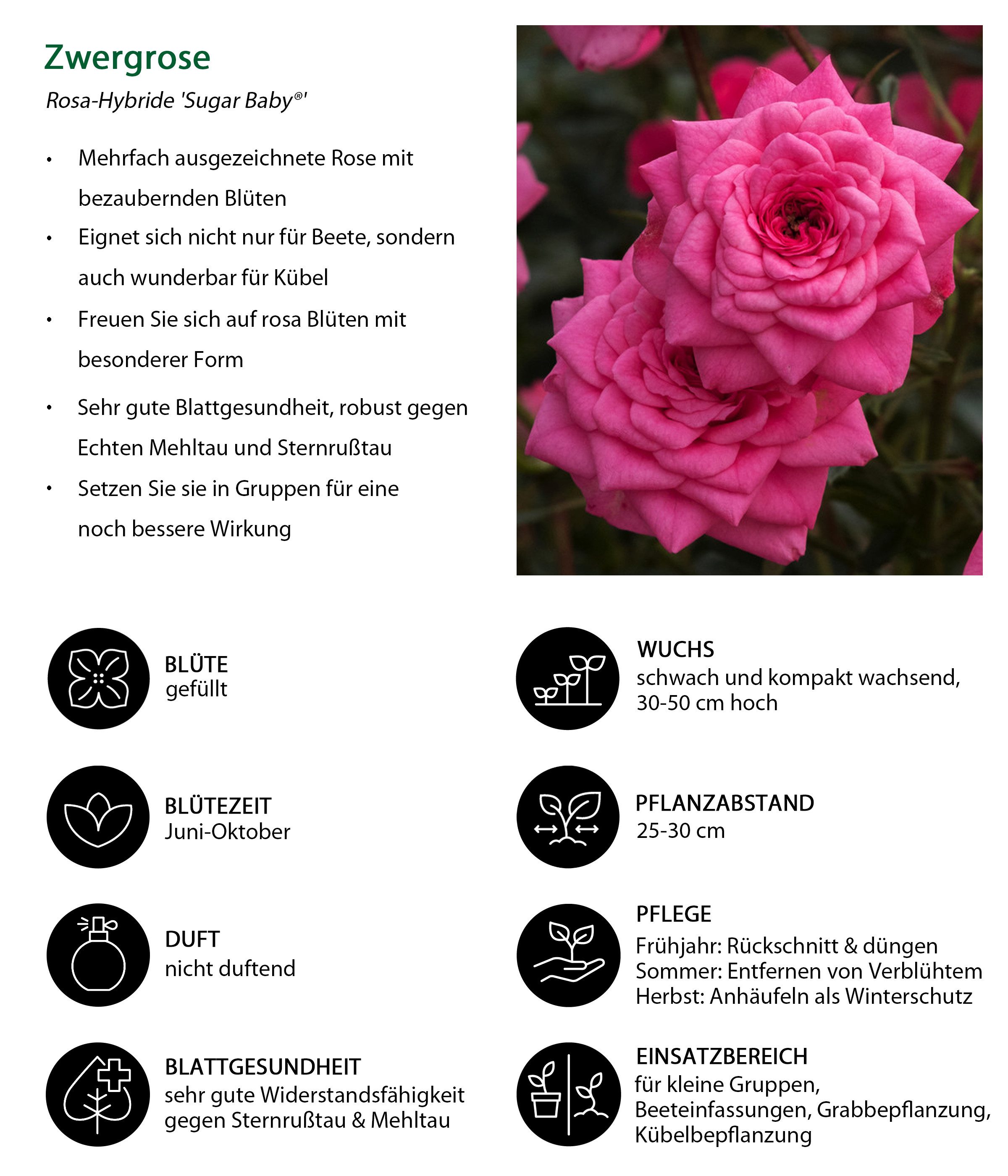 Dehner Rose Zwergrose Sugar Baby®, 15-30 cm exkl. Pflanztopf, Topfware, gefüllte nicht duftende rosa Blüten, Züchter Tantau