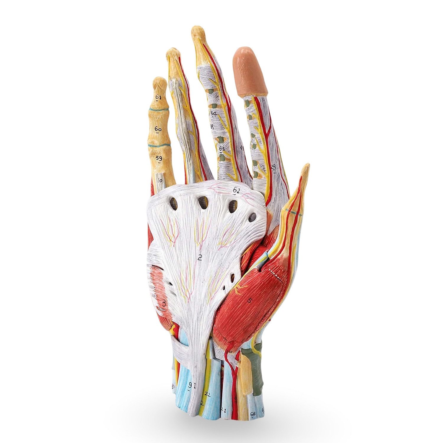 Cranstein Scientific Dekoobjekt Hand Anatomie Modell lebensgroß mit Arterien und Venen