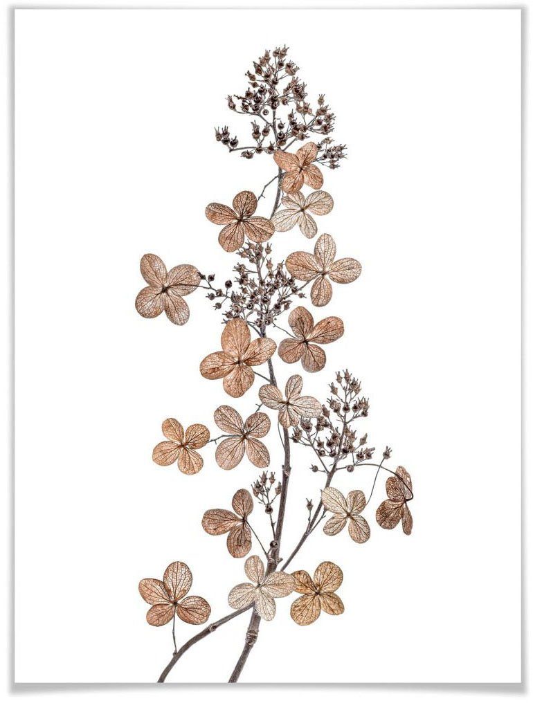 St) (1 Wall-Art Blumen Hortensie, Poster