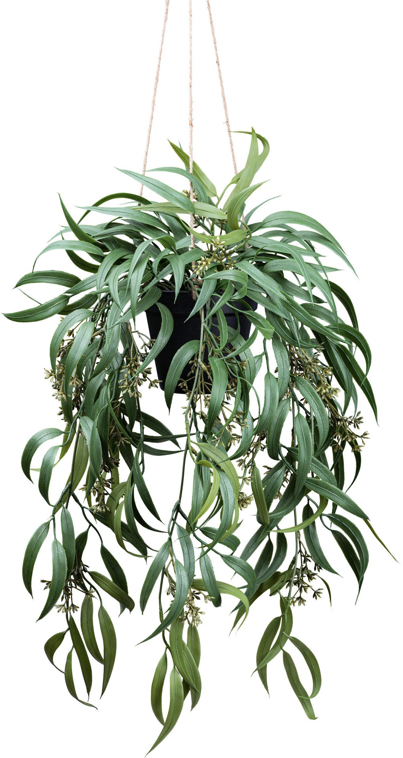 Kunstpflanze Eukalyptus Globolus Eukalyptus, Creativ green, Höhe 65 cm, mit günstig online kaufen